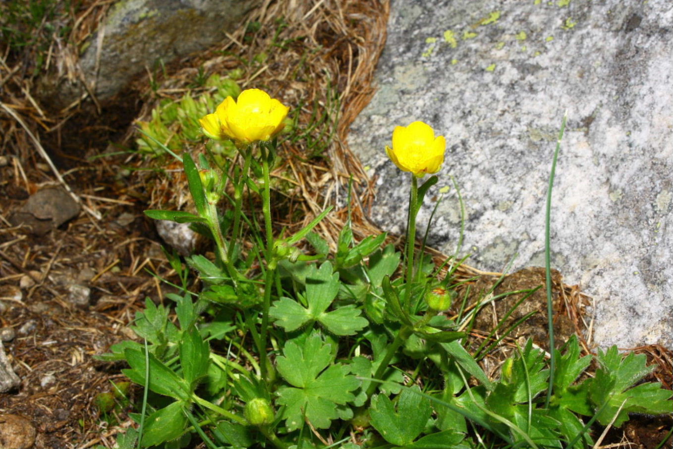 Ranunculus da determinare-5